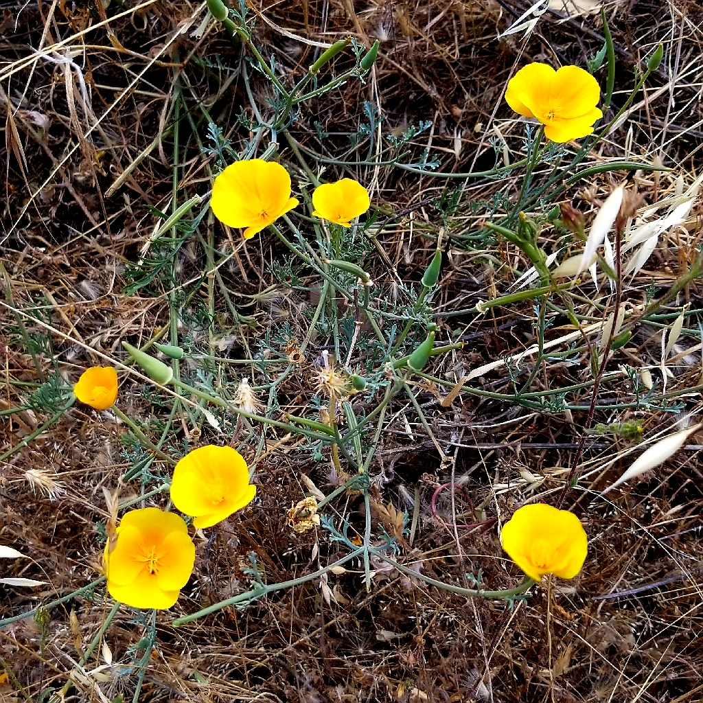 Californian Poppy – copa de&nbsp;ora