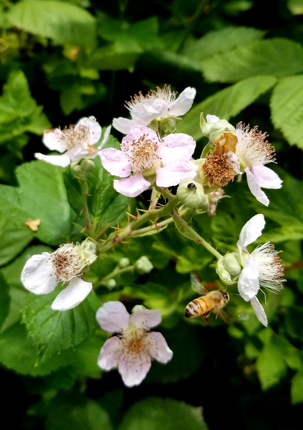 Himalayan Blackberry –&nbsp;Rubus