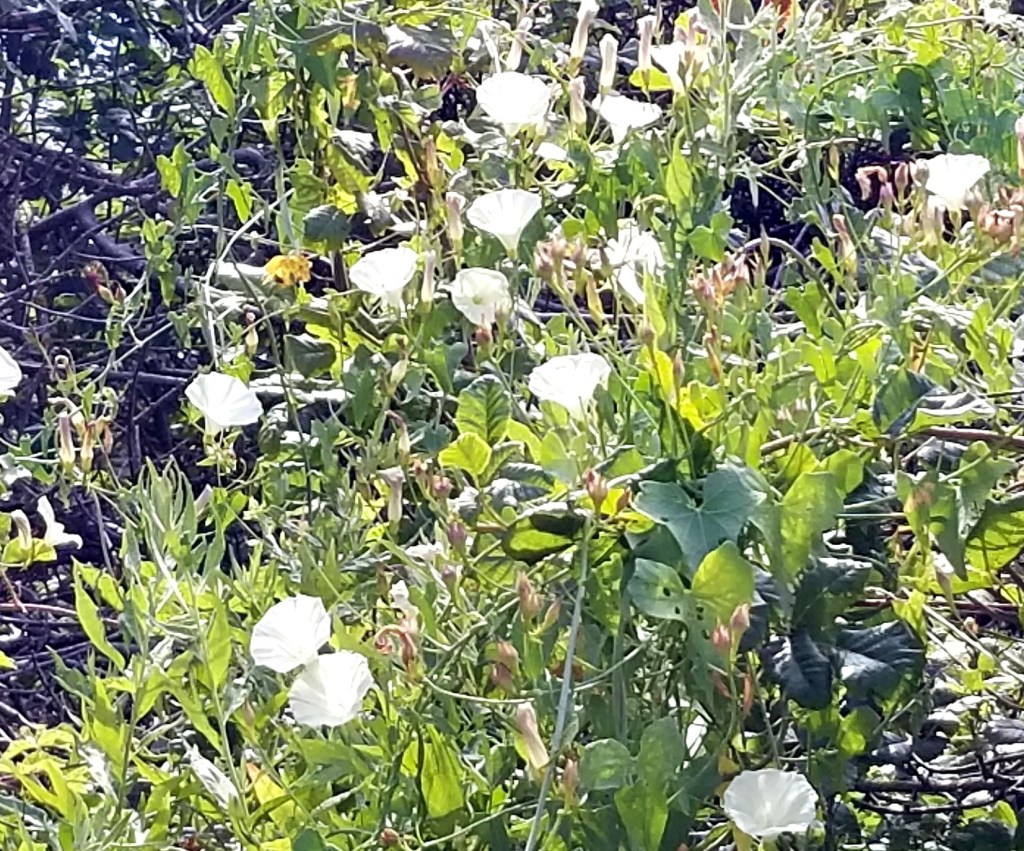 Moonflower – Morning&nbsp;Glory
