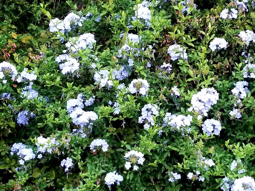Ascension – Greek Valerian, Jacob’s&nbsp;Ladder