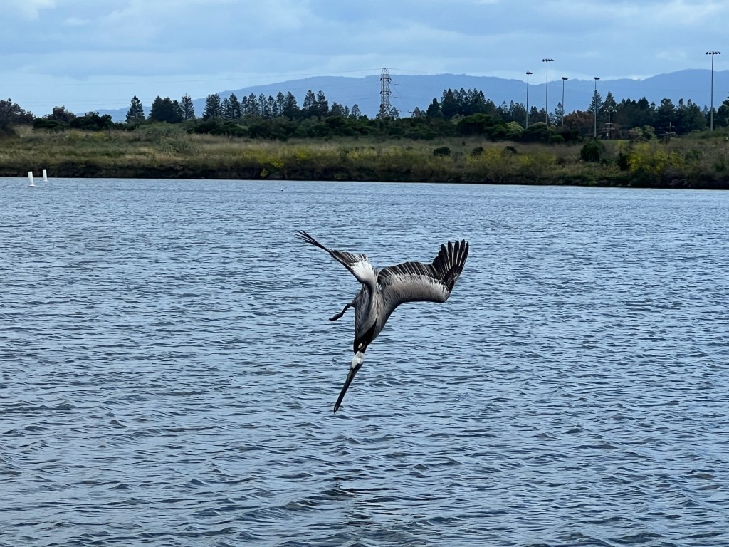 Dive Master Brown&nbsp;Pelican