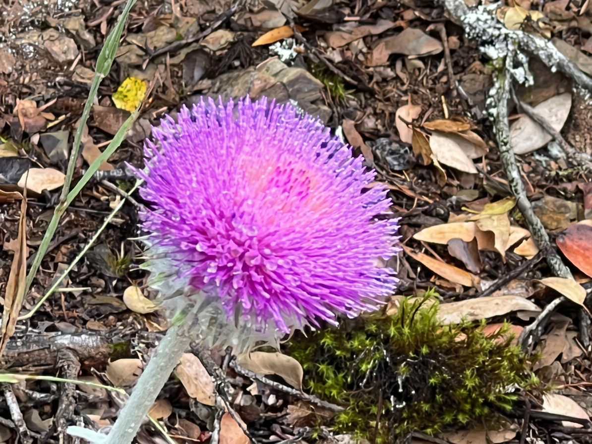 SF Cobwebby Thistle