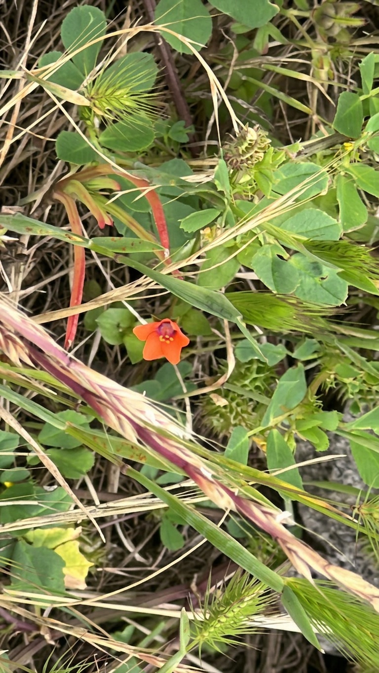 SF Scarlet Pimpernel