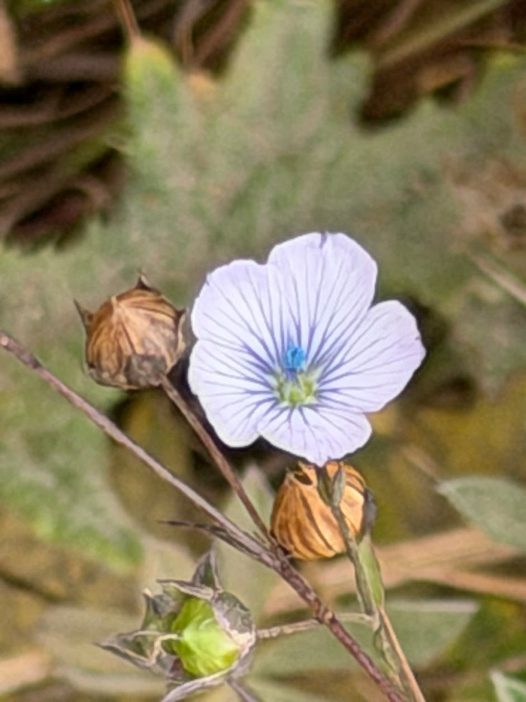 Pale Flax