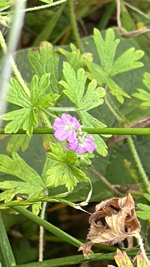 Aldernay Crane's Bill