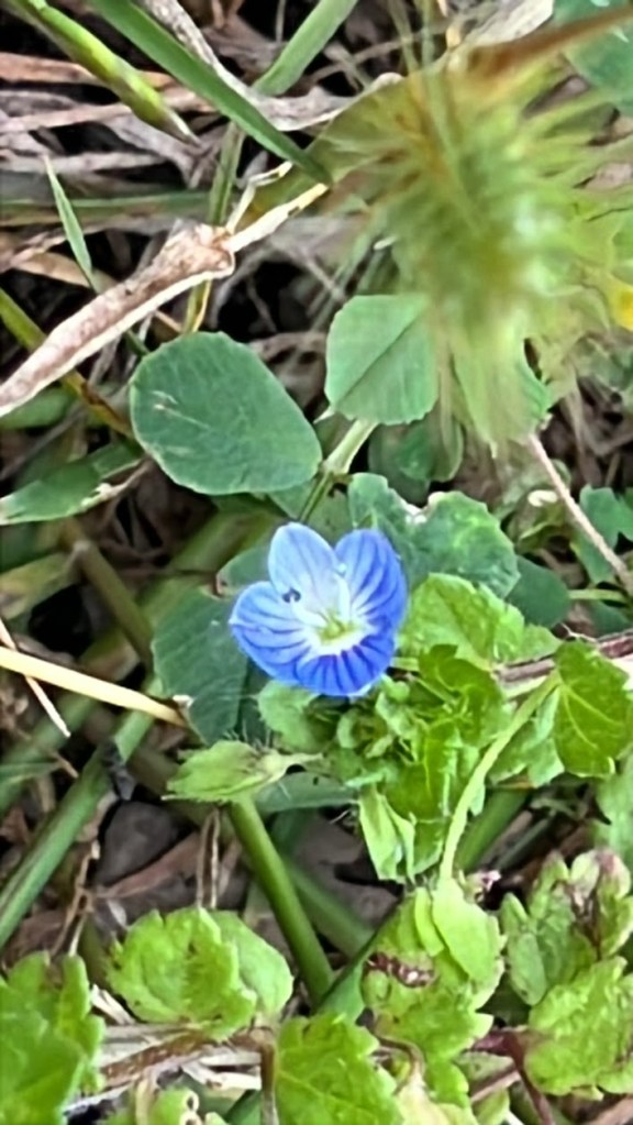 Bird’s-Eye Speedwell