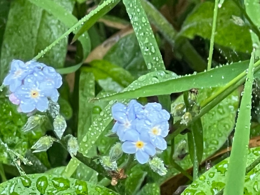 Broadleaf Forget Me Not
