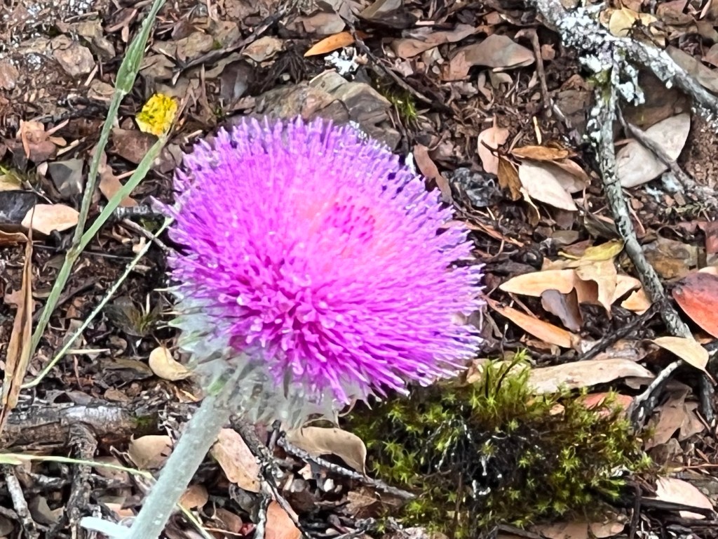 Cobwebby Thistle