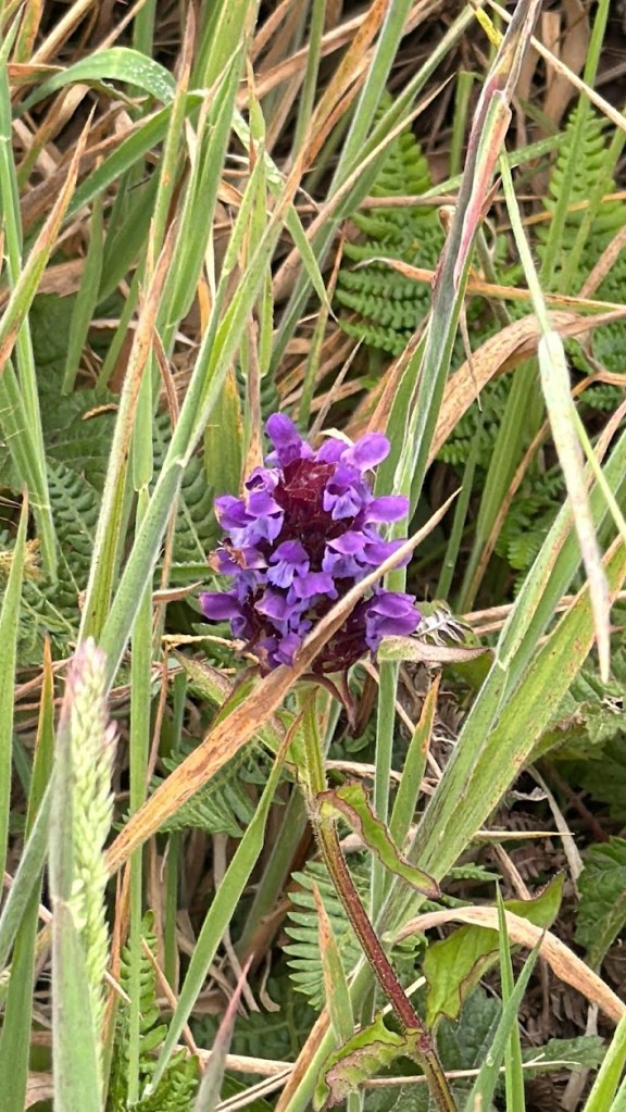 Common Self Heal