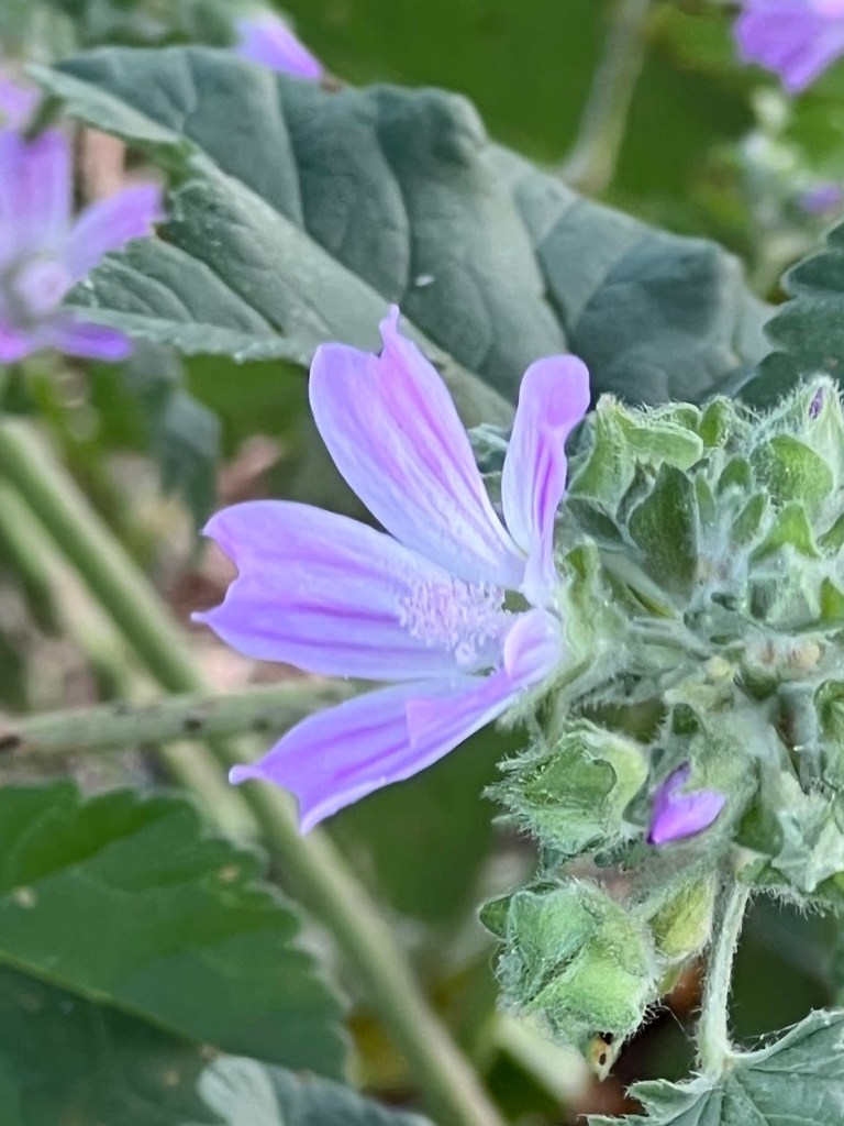 Cretan Mallow