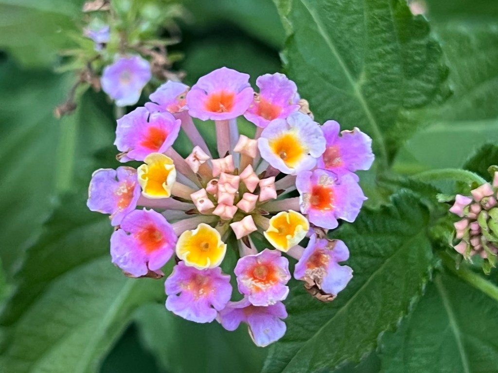 Lantana