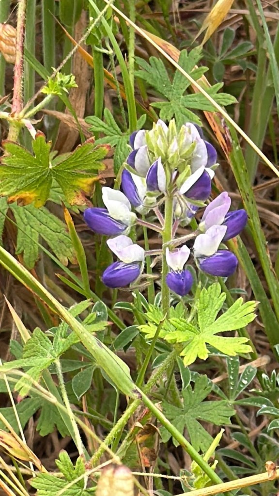 Lupine