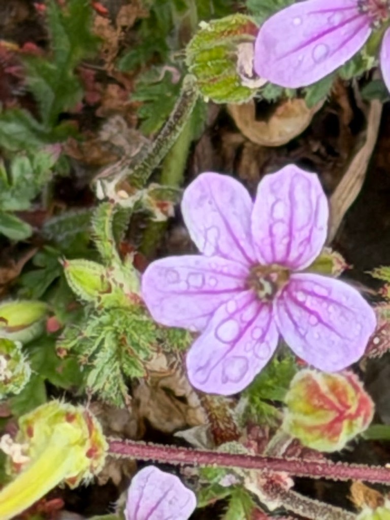 Mediterranean Stork's Bill
