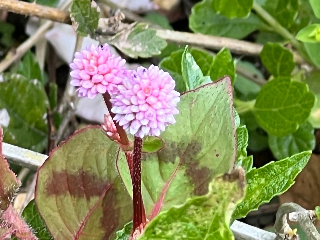 Pink Knotweed