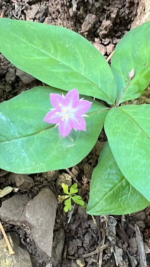 Western Starflower