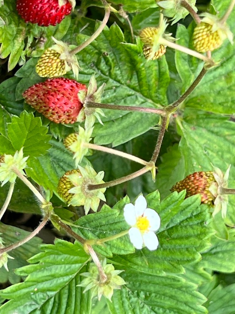 Woodland Strawberry
