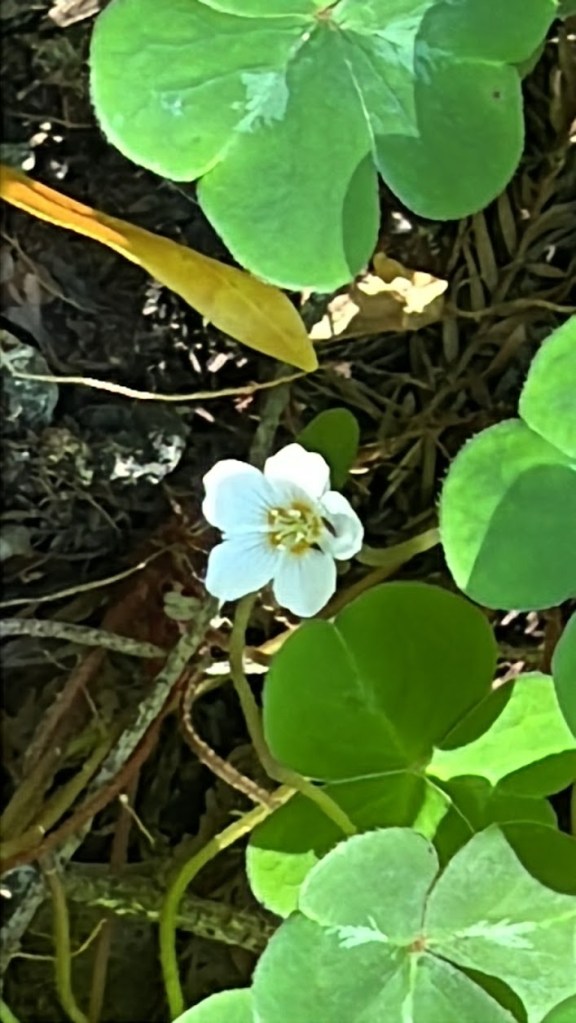 Redwood Sorrel
